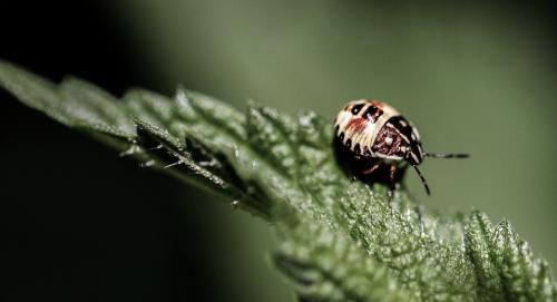 Réf. 188 850 : Carpocoris sp.